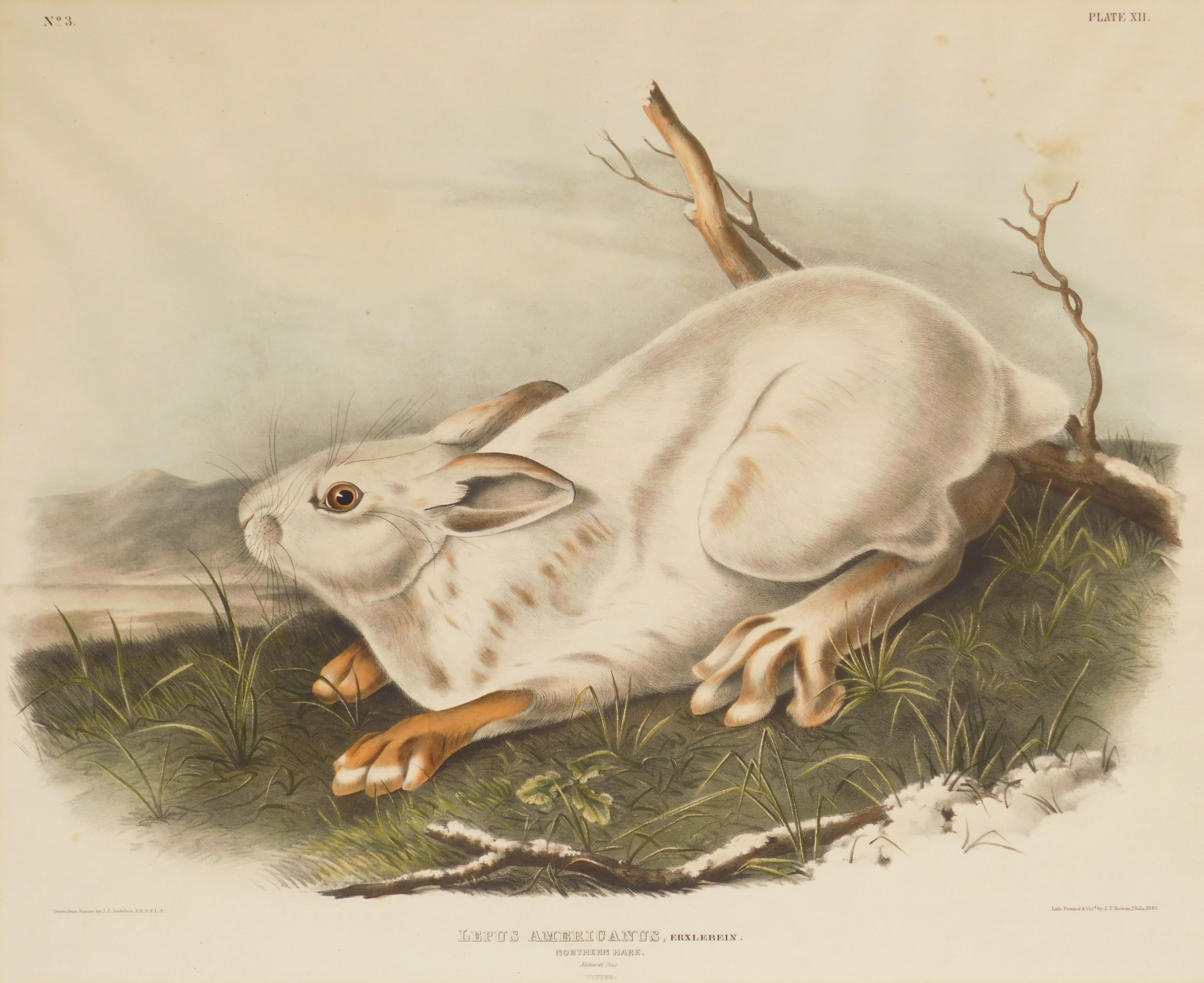 Appraisal: after John James Audubon American - ''Lepus Americanus Northern Hare''-