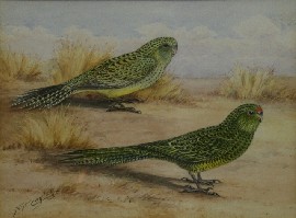 Appraisal: Neville William Cayley Junior - Ground Parrots watercolour on paper