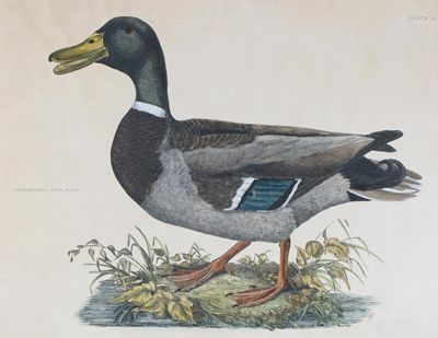 Appraisal: After Prideaux John Selby Three prints of Duck and a