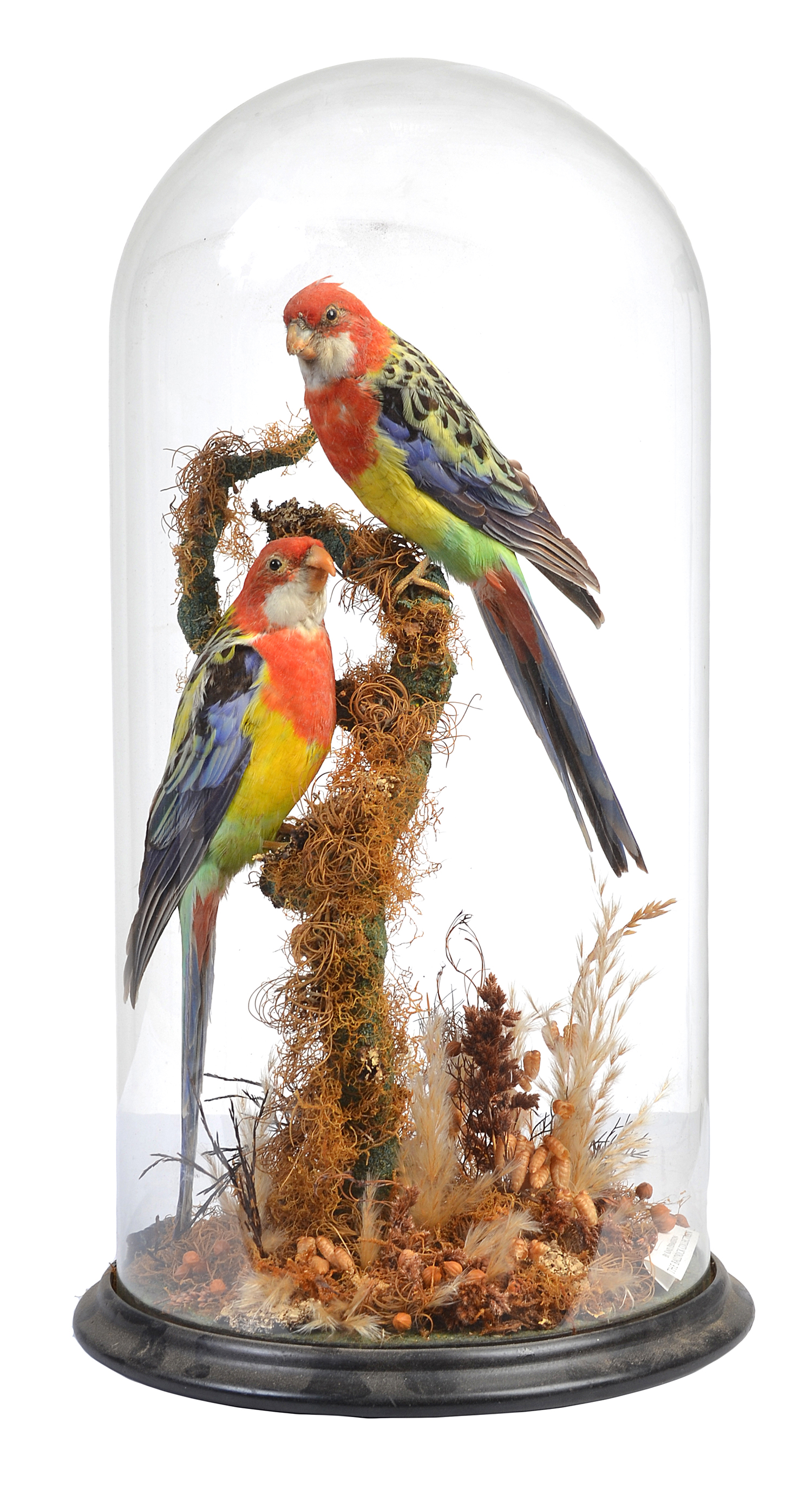 Appraisal: TAXIDERMIED BIRD DIORAMA UNDER GLASS DOME CMS TOTAL HEIGHT