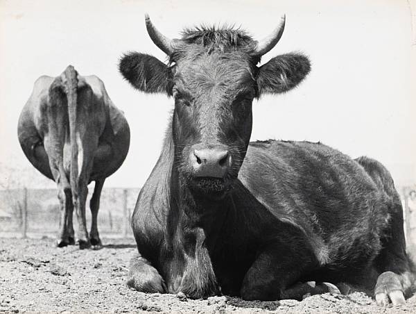 Appraisal: Ruth Bernhard American - Two Cows Mendham New Jersey Gelatin