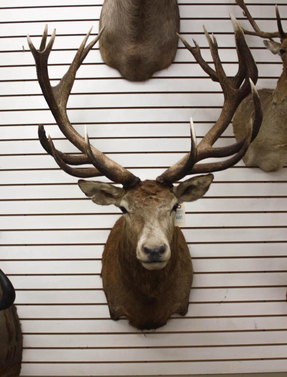 Appraisal: NEW ZEALAND RED DEER TAXIDERMY MOUNT head should mount with