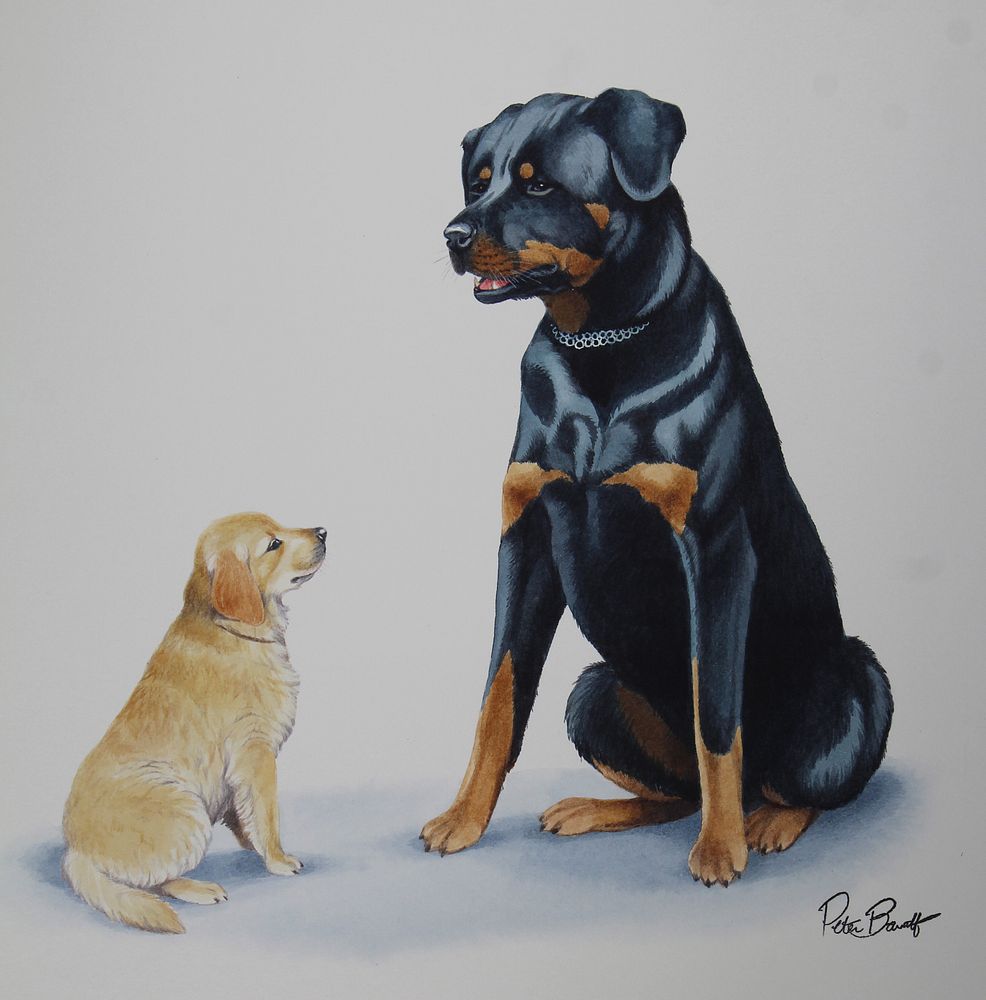 Appraisal: Peter Barrett B Rottweiler Golden Peter Barrett British B A