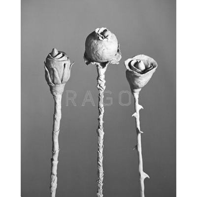 Appraisal: Jo Ann Callis American b Untitled after Blossfeldt Gelatin silver