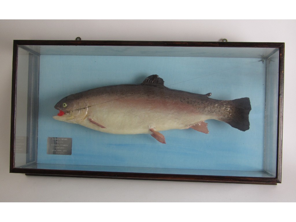 Appraisal: A cased model of a rainbow trout lbs oz caught