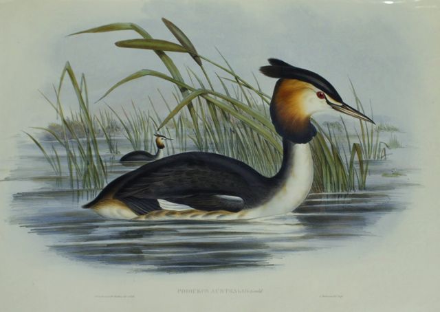 Appraisal: Australian Tippet Grebe Podiceps Australis