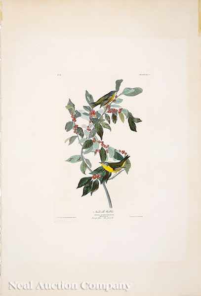 Appraisal: After John James Audubon American - Nashville Warbler No Plate