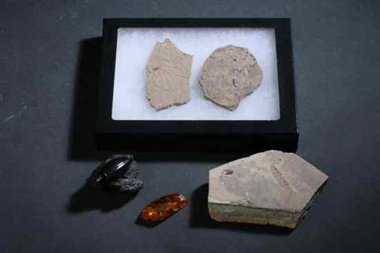 Appraisal: COLLECTION OF FIVE INSECT FOSSILS Including caterpillar Green River Formation