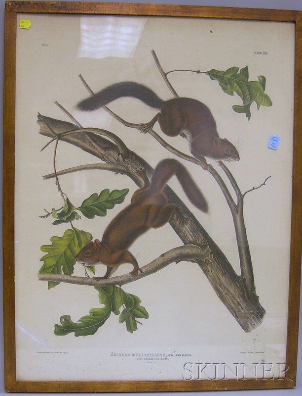 Appraisal: Framed J T Bowen Hand-colored Lithograph Soft-haired Squirrel after J