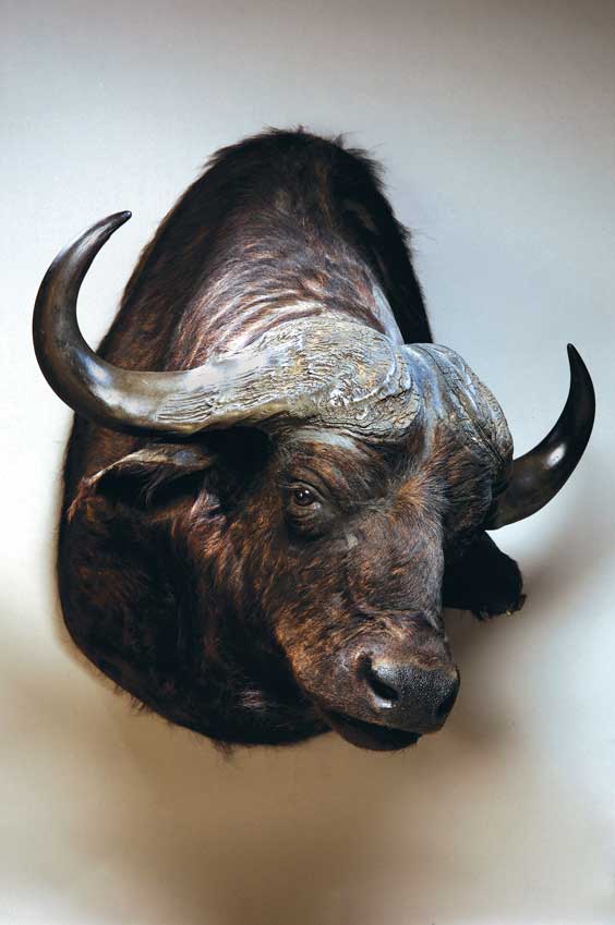 Appraisal: CAPE BUFFALO Syncerus Caffer Africa This robust shoulder mount is