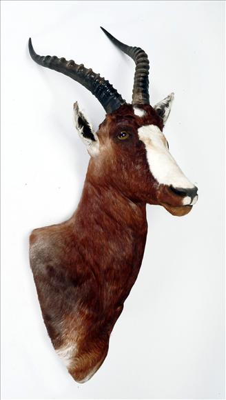 Appraisal: A shoulder-mount of a blesbok cm high see illustration on