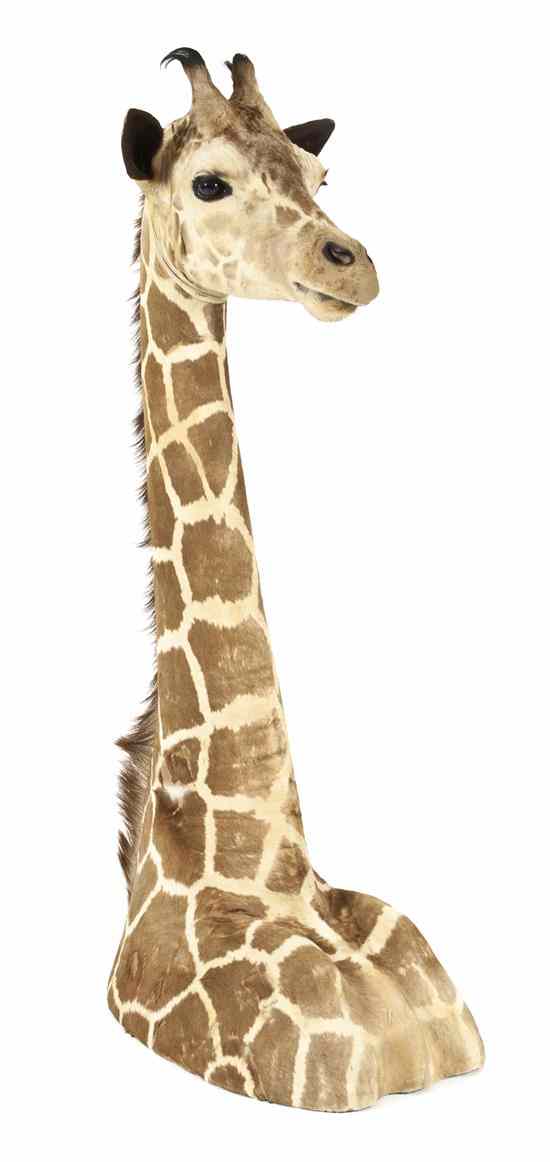 Appraisal: A Taxidermy Floor Mount of a Male Giraffe Height inches