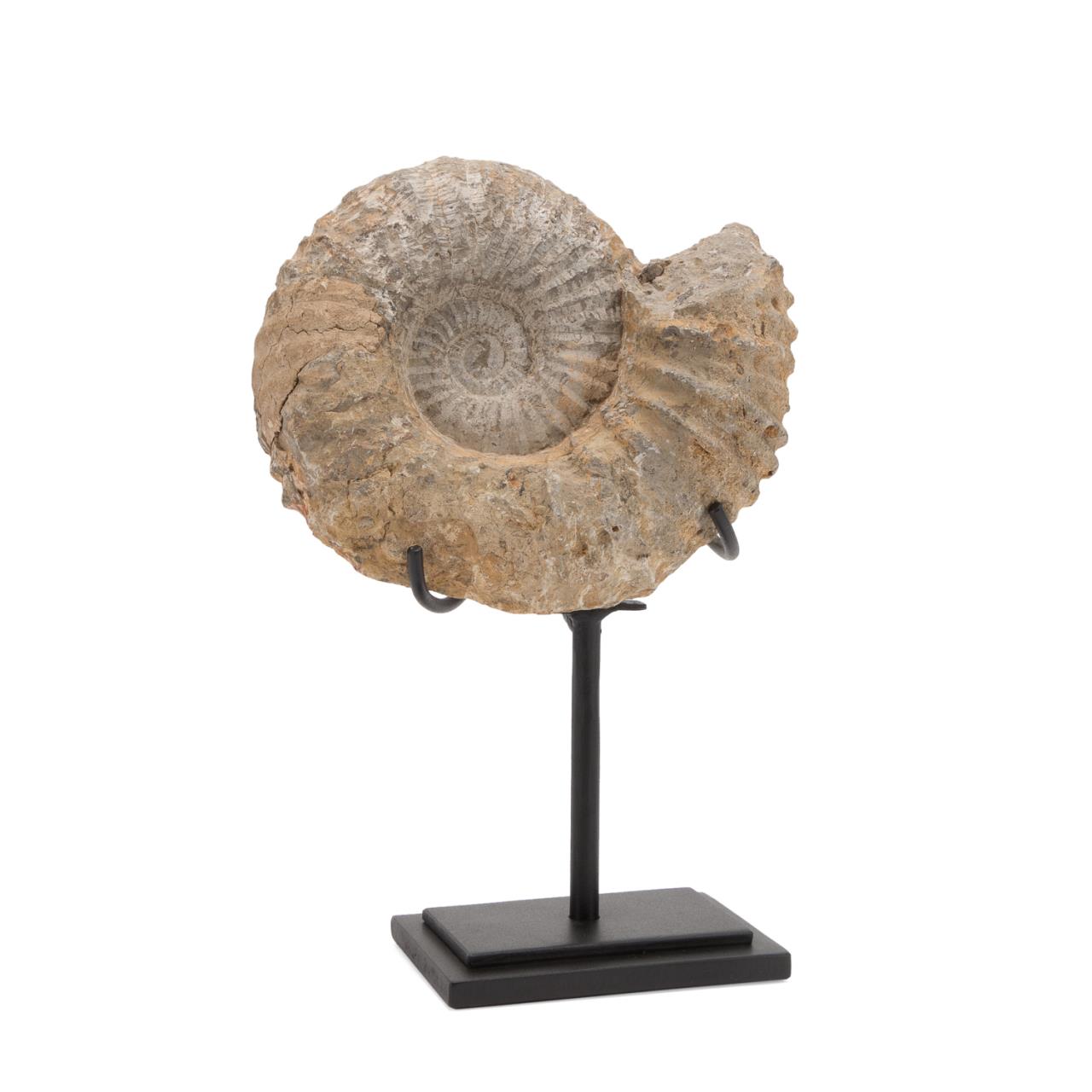 Appraisal: ACANTHOCERAS AMMONITE FOSSIL SPECIMEN ON STAND Acanthoceras ammonite fossil specimen