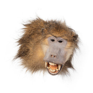 Appraisal: A Shoulder Mount Taxidermy Chacma Baboon Height inches