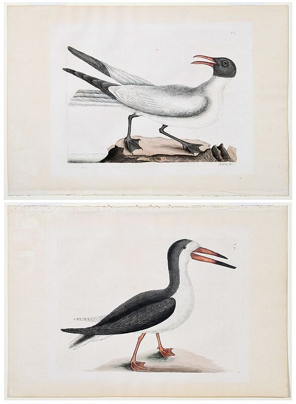 Appraisal: Mark Catesby British - Two plates from The Natural History