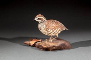 Appraisal: Bobwhite Quail Jack Franco Assonet MA An early life-size decorative