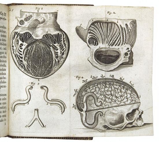 Appraisal: LOWER Richard Tractatus de corde Item De motu colore sanguinis