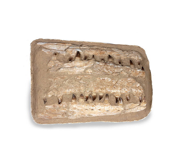 Appraisal: A FOSSILIZED PART MOSASAUR JAW with teeth exposed cm long