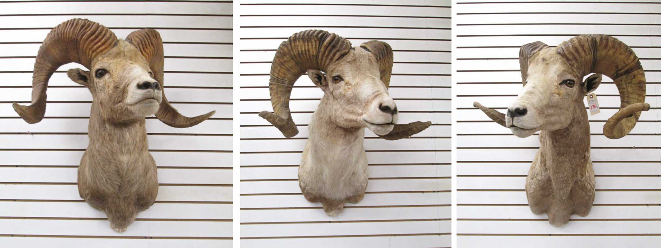 Appraisal: THREE MONGOLIAN MOUNTAIN SHEEP TAXIDERMY MOUNT the argali ovis ammon