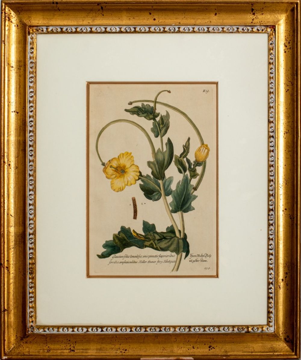 Appraisal: BASILIUS BESLER BOTANICAL HAND COLORED LITHOGRAPH After Basilius Besler German