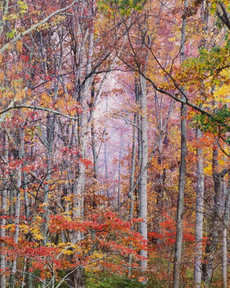 Appraisal: CHRISTOPHER BURKETT HAND-PRINTED COLOR PHOTOGRAPH Oregon born Glowing Autumn Forest