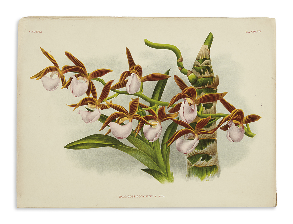 Appraisal: BOTANICAL--ORCHIDS Linden Jean Jules chromolithographed plates extracted from Lindenia -