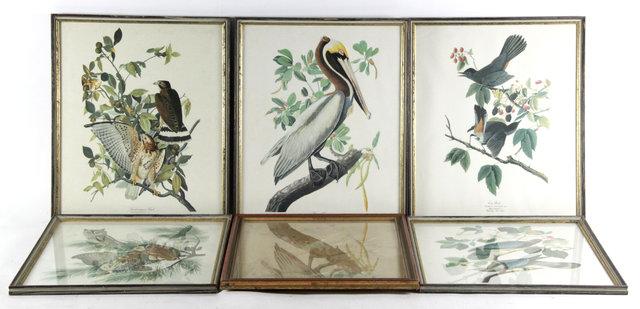 Appraisal: J J Audubon Birds five coloured photographic prints