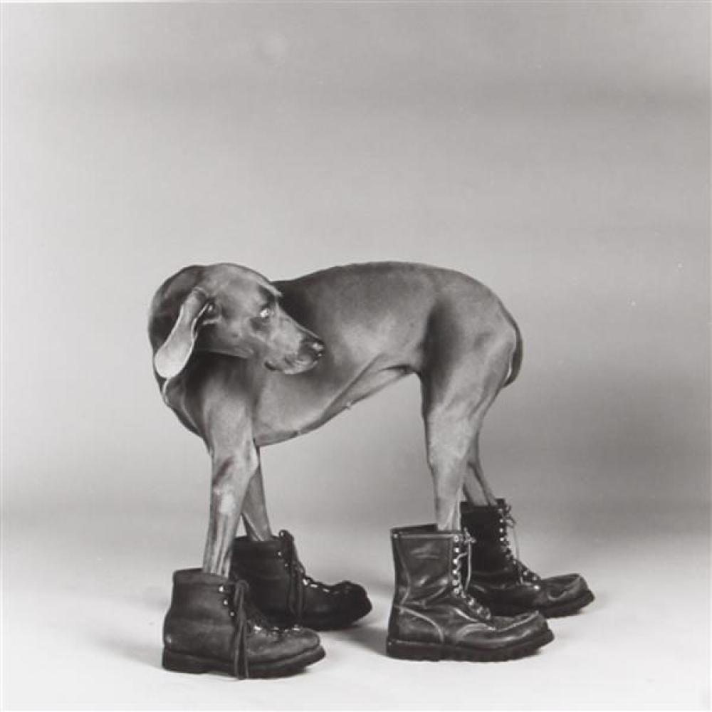 Appraisal: WILLIAM WEGMAN AMERICAN B UNTITLED DOG IN BOOTS SILVER PRINT