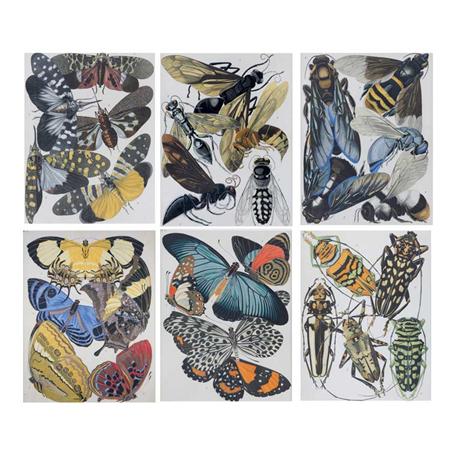 Appraisal: E A Seguy - BUTTERFLY AND INSECT STUDIES Six color