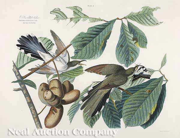 Appraisal: John James Audubon American - Yellow-billed Cuckoo Plate II from