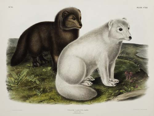 Appraisal: ANIMALS Audubon John James Arctic Fox Plate CXXI Hand-colored lithographed