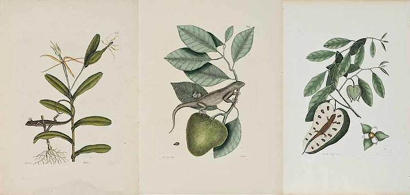 Appraisal: Mark Catesby British - Three plates of a Skink Lizard