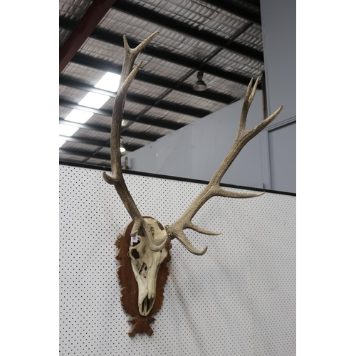 Appraisal: Large set of antlers on wooden backboard antler approx cm