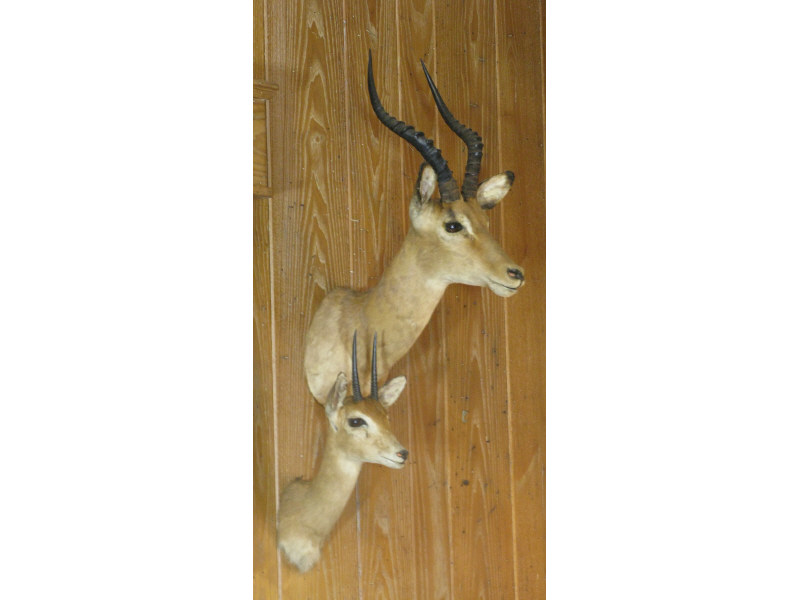 Appraisal: Two Mounted African Trophies Impala approx and