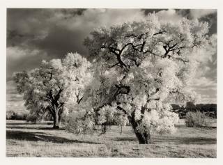 Appraisal: Craig Varjabedian b Cottonwood Trees No Near La Cienega gelatin