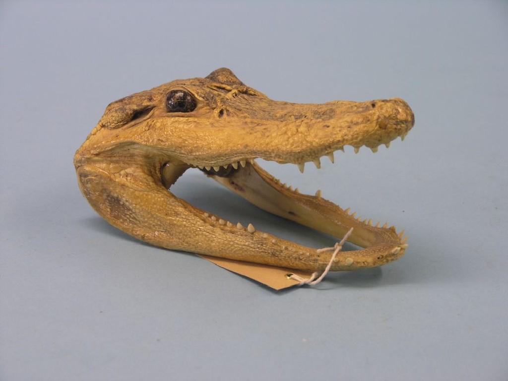 Appraisal: An alligator head and jaws open mouth with some teeth