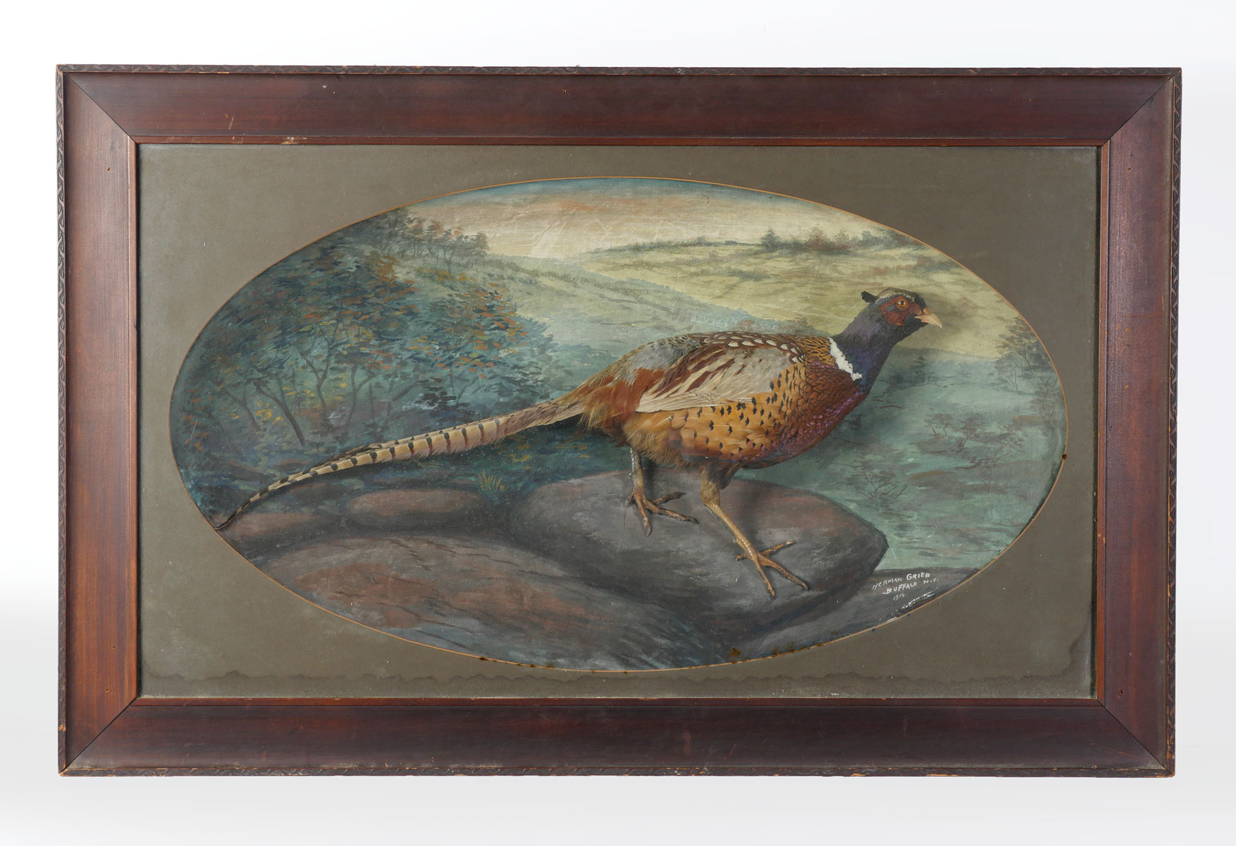 Appraisal: HERMAN GRIEB FRAMED PHEASANT TAXIDERMY DIORAMA Large framed Taxidermy diorama