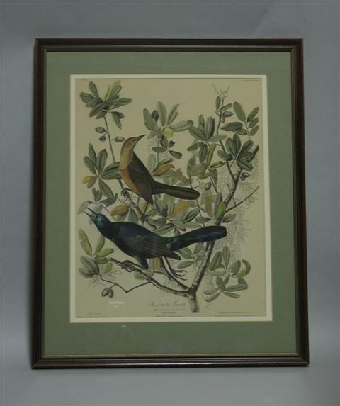 Appraisal: AFTER AUDUBON BOAT TAIL GRACKLE Print x in sight Framed