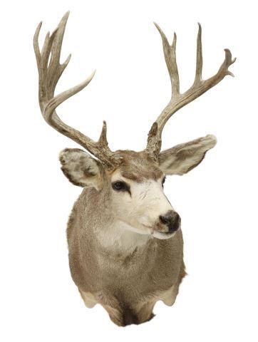 Appraisal: Taxidermy Mule deer shoulder mount point antlers approx h w