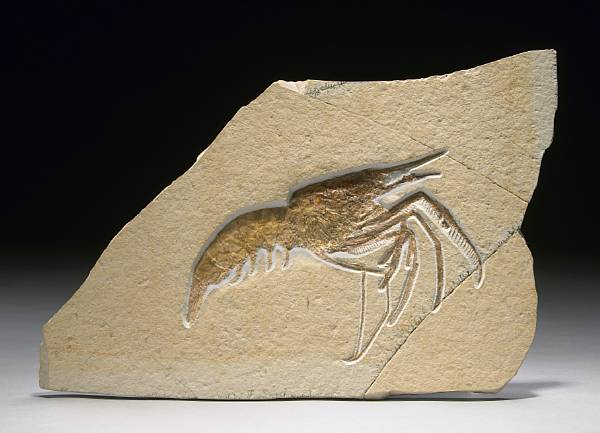 Appraisal: Large Shrimp Aeger tipularis Jurassic Solnhofen Eichstatt Germany This well