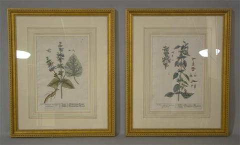 Appraisal: SET OF EIGHT BOTANICAL STUDIES Color print x in sight