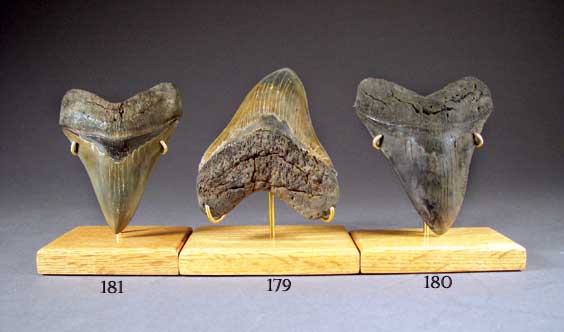 Appraisal: LARGE FOSSIL SHARK'S TOOTH Carcharodon megalodon Miocene Hawthorn Formation Morgan