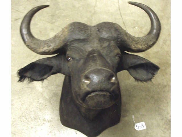 Appraisal: Shoulder mount Cape Buffalo Head mount The most dangerous of