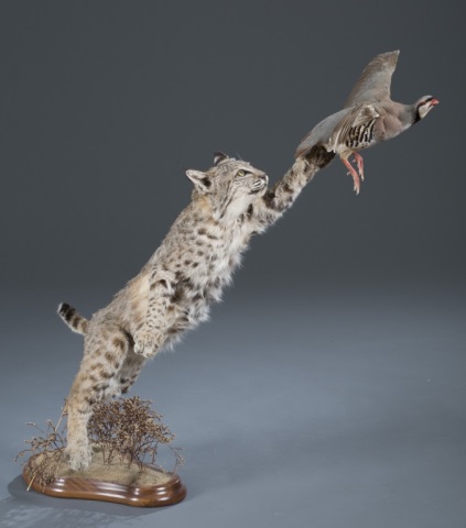 Appraisal: Full Bobcat and Grouse Taxidermy Mount Full Bobcat and Grouse