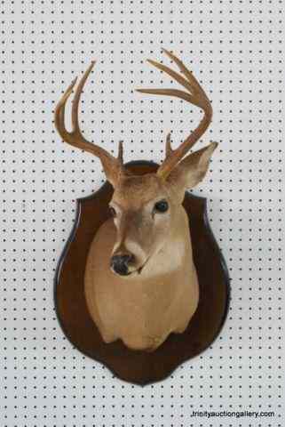 Appraisal: Vintage Whitetail Deer pt Trophy MountFrom the estate is a