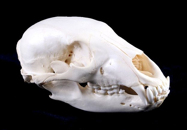 Appraisal: Montana Black Bear Taxidermy Skull This is a Montana black