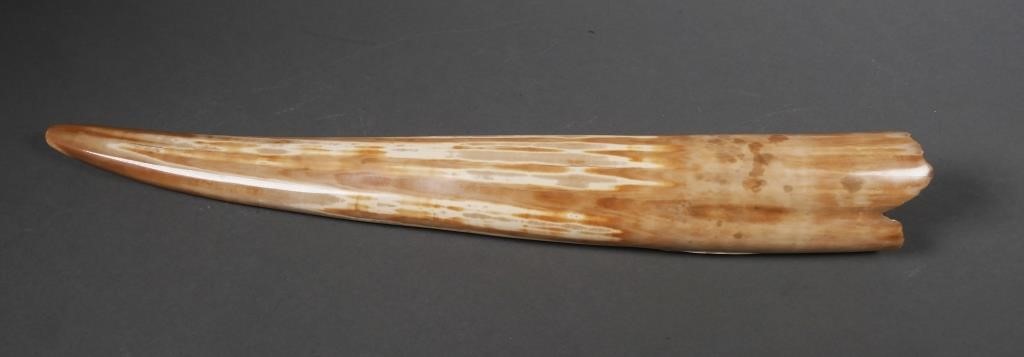 Appraisal: FOSSIL WALRUS IVORY TUSKFossilized walrus ivory tusk with variegated shades