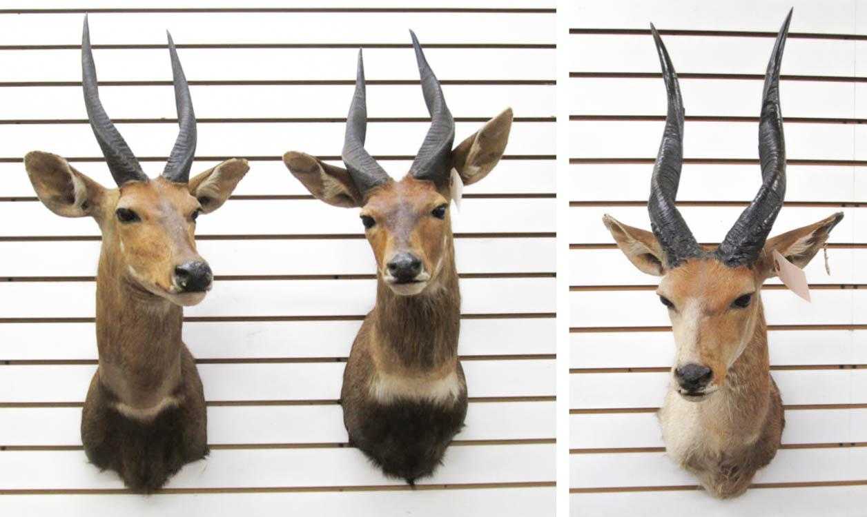 Appraisal: THREE AFRICAN BUSHBUCK ANTELOPE TAXIDERMY MOUNTS including a pair of