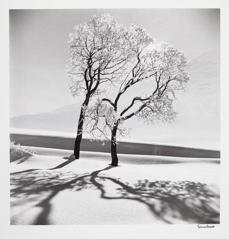 Appraisal: EISENSTAEDT ALFRED - Trees in Snow St Moritz Switzerland Gelatin