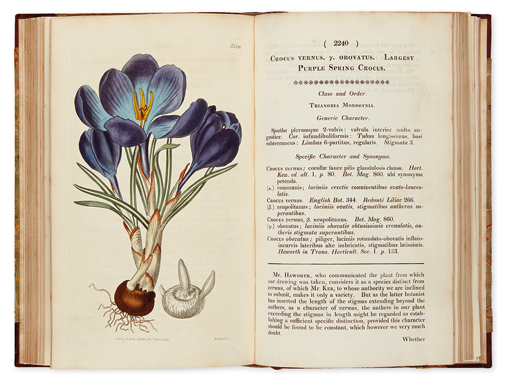 Appraisal: CURTIS WILLIAM Curtis's Botanical Magazine or Flower-Garden Displayed Vol XLVIII